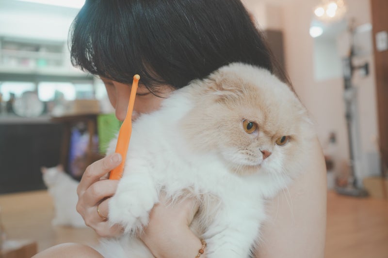 캣디피 고양이치약 CATDP 원미닛치약으로 시작한 울집냥이 구강관리