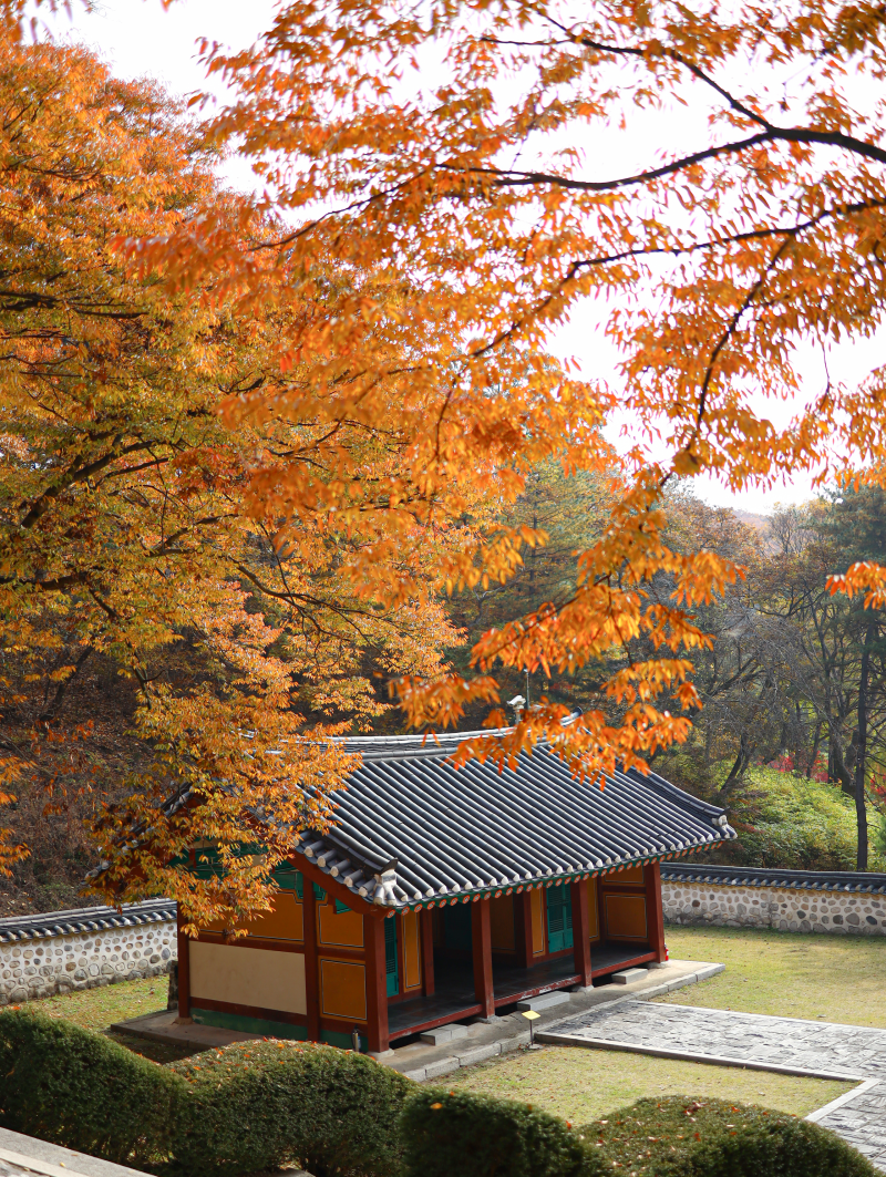 파주 가볼만한곳 율곡수목원, 이 단풍이 다 무료라고요?