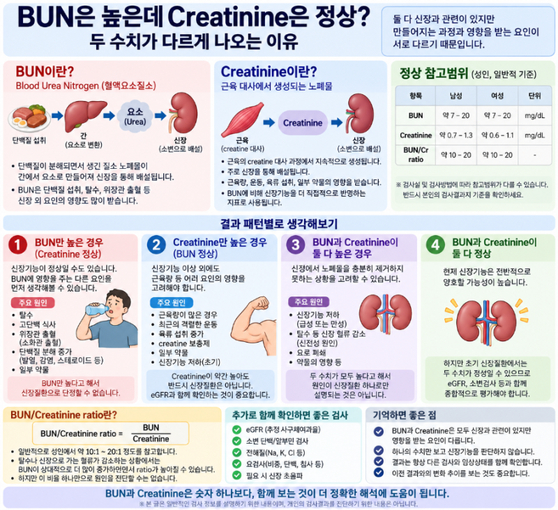 BUN은 높은데 Creatinine은 정상? 두 수치가 다르게 나오는 이유