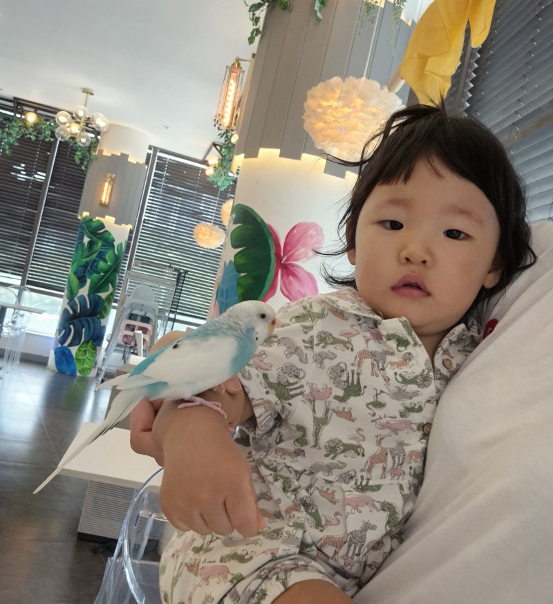 [세종 아기랑 갈만한 곳] 앵무새 카페 '버드소리' 돌 아기랑 먹이주기 체험 후기