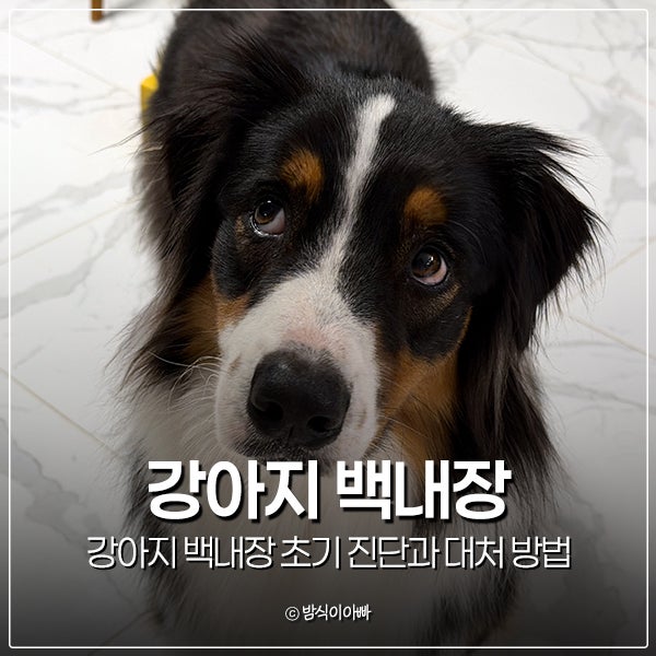 강아지 백내장 초기 진단과 대처 방법