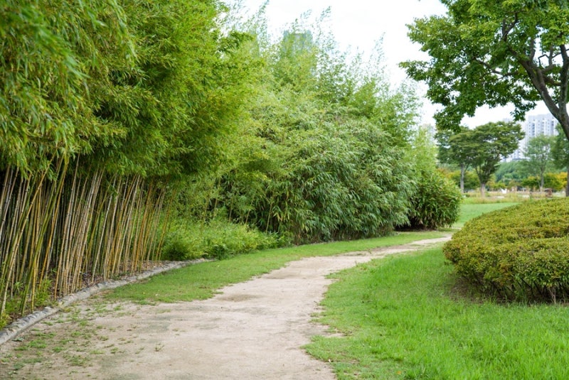 蔚山旅行コース 秋の観光地 太和江国家庭園 竹林
