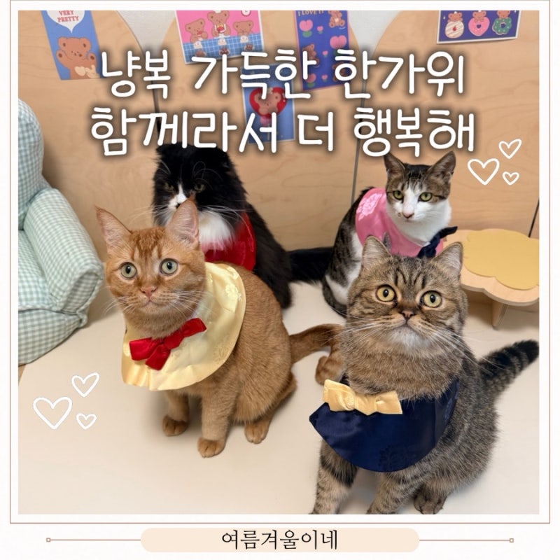 한가위 미리 준비하기! 고양이 한복 케이프 추천