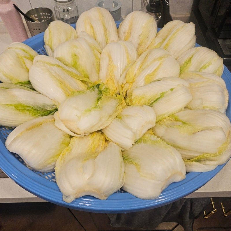 한가위 백김치 레시피 배·사과 넣어 시원하고 달큰한 맛집 집레시피