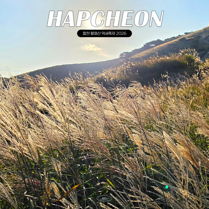 합천 황매산 억새축제 기간 위치 실시간 개화상황 수국정원 목수국까지