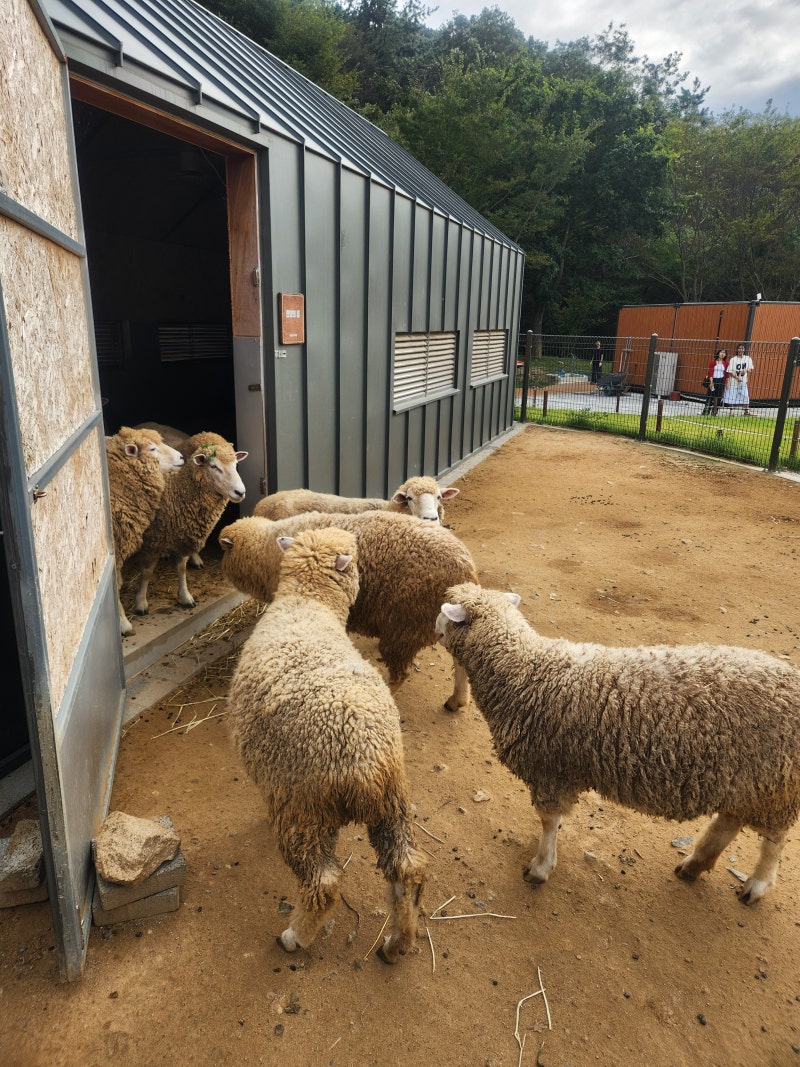 Busan Places to Visit with Kids: Haeundae Arboretum Has Changed! Shortest Route to See Sheep and Reptiles