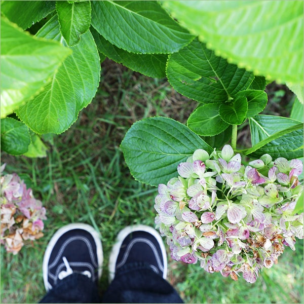 Easy Jeju Oreum Recommendations: Abu Oreum, Jeju, Anticipating Hydrangeas
