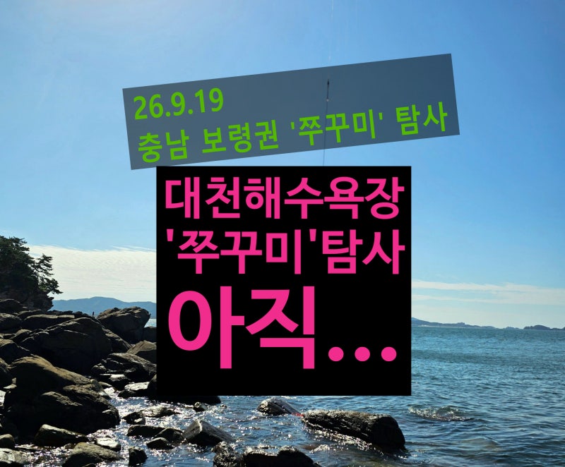 충남 보령시 대천해수욕장 갯바위 쭈구미 탐사 출조기.