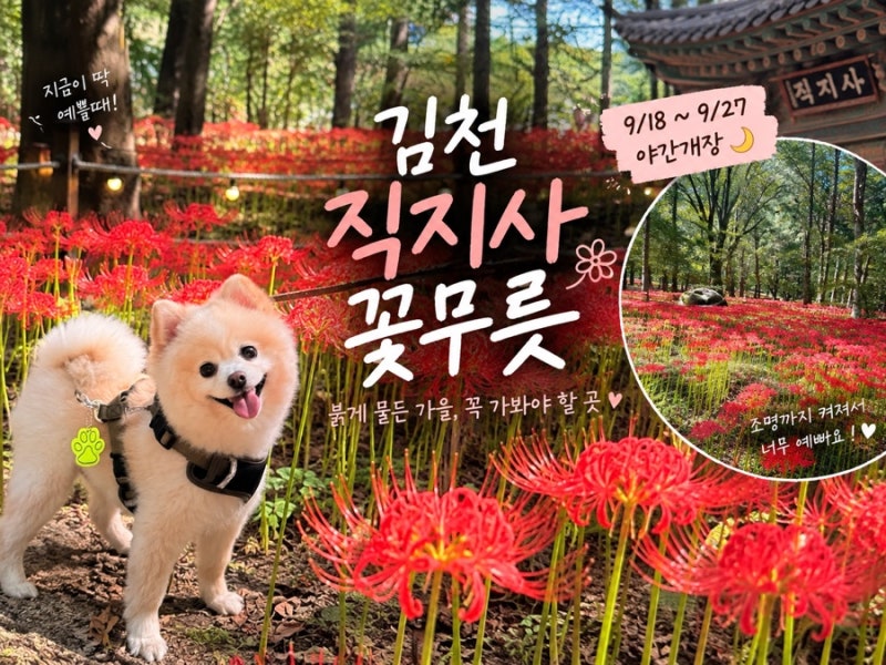 [김천 직지사] 김천 직지사 꽃무릇 개화소식|9.18~27 야간개장|가을 꽃 구경 추천