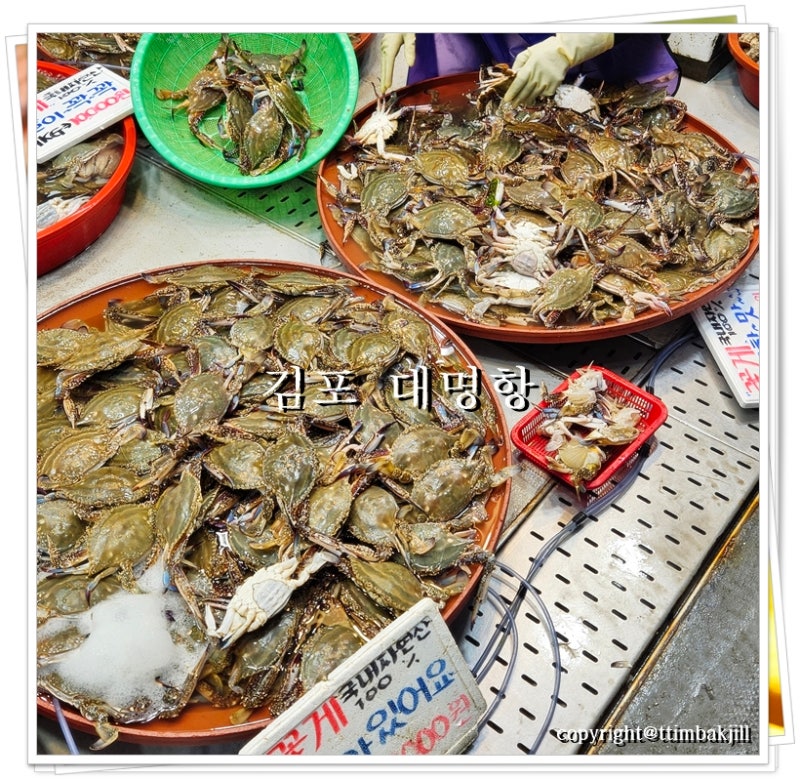 대명항 수산시장 제철 가을꽃게 숫꽃게 젓갈 착한 가격 장보기♬