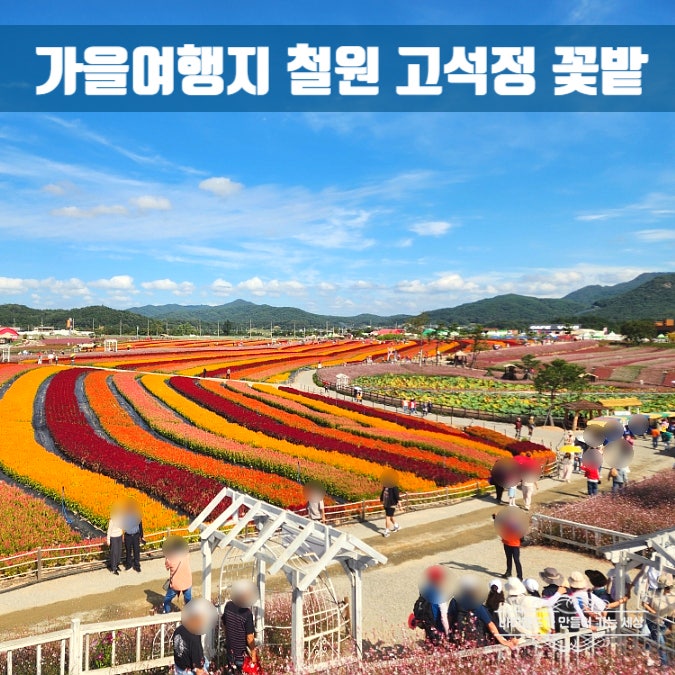 지금 꼭 가야 할 철원 고석정 꽃밭 개화 상태 & 주말 방문 솔직후기 9월19일 실시간