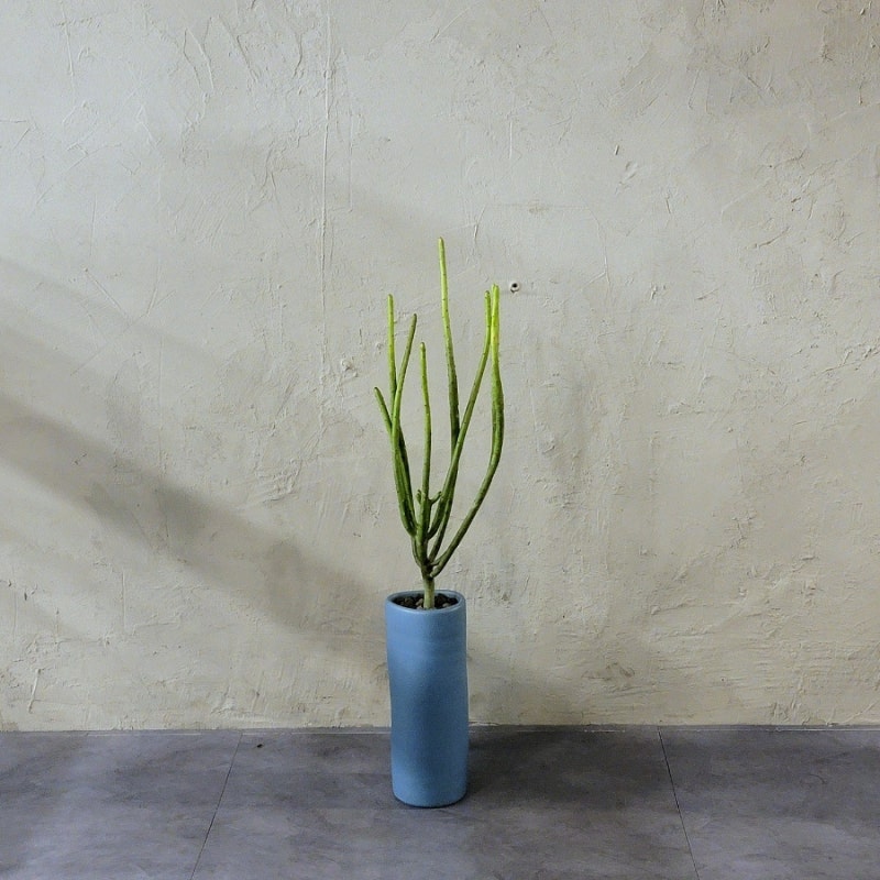연필선인장[Euphorbia alluaudi]키우기｜유포르비아 알루아우디 식물 특징과 관리방법