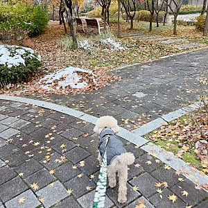 겨울 강아지 산책시간 산책시기 산책 신발 준비법까지