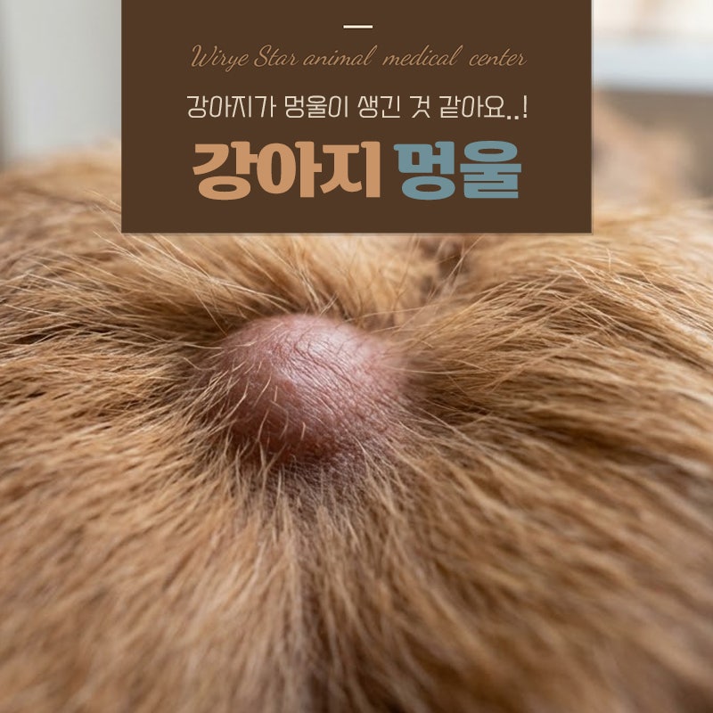 강아지 딱딱한 멍울 원인, 위치도 관계있을까?