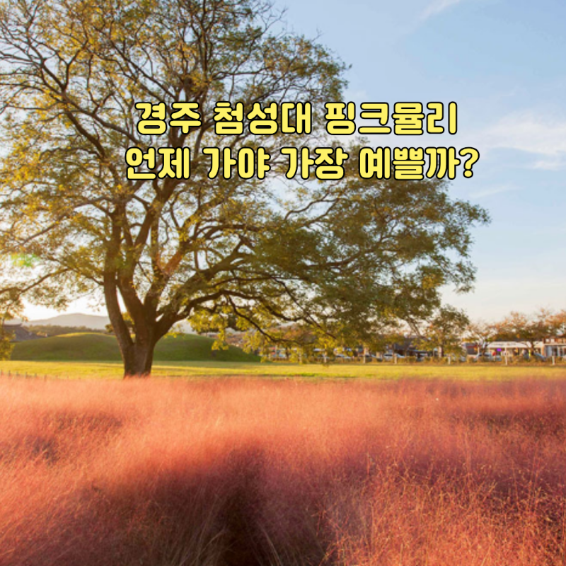 경주 첨성대 핑크뮬리 9월 10월 실시간 개화 현황 위치·주차·사진스팟 언제 가야 가장 예쁠....