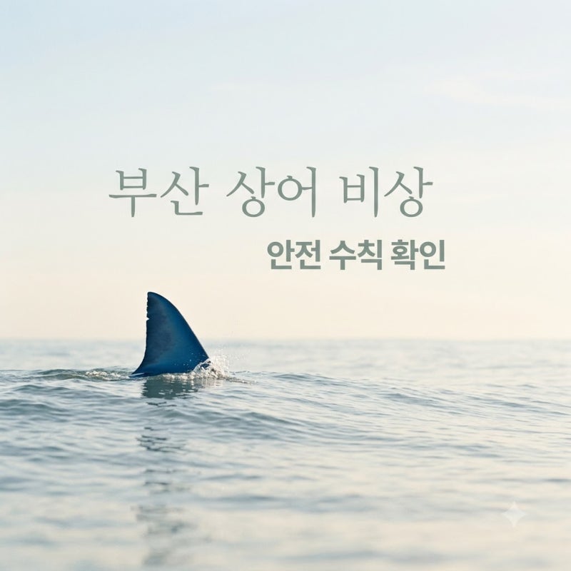 "벌써 3번째.." 부산 앞바다에 나타난 거대 상어, 지금 가도 괜찮을까?