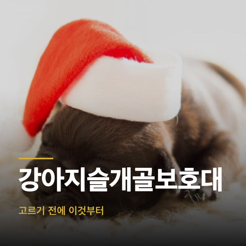 강아지슬개골보호대, 고르기 전에 이것부터