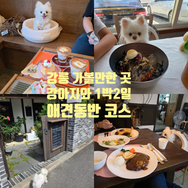 강릉 가볼만한곳｜퐁퐁이와 다녀온 애견동반 1박2일 여행코스