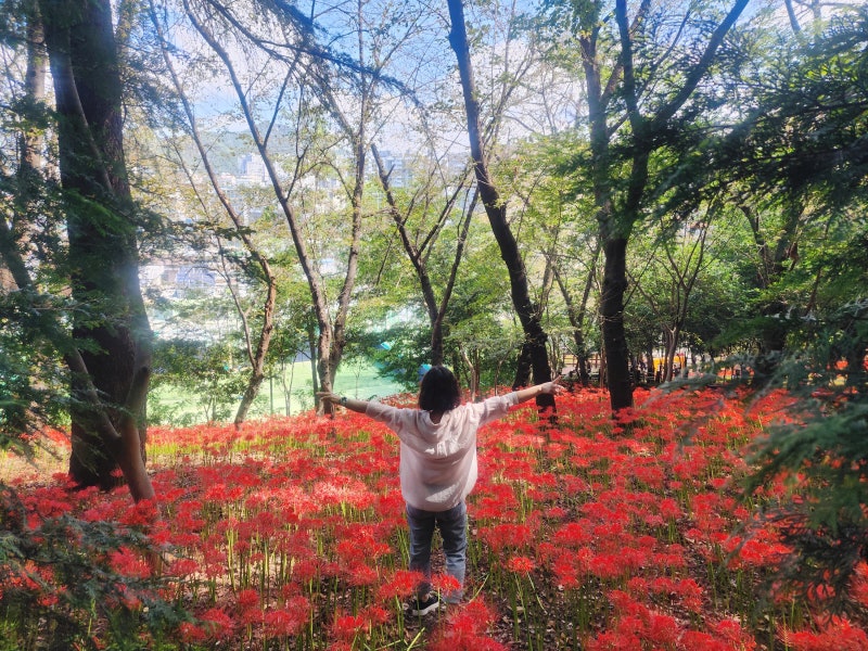 창원 산호동 꽃무릇｜붉은 꽃물결 속 노란 꽃무릇을 만난 날