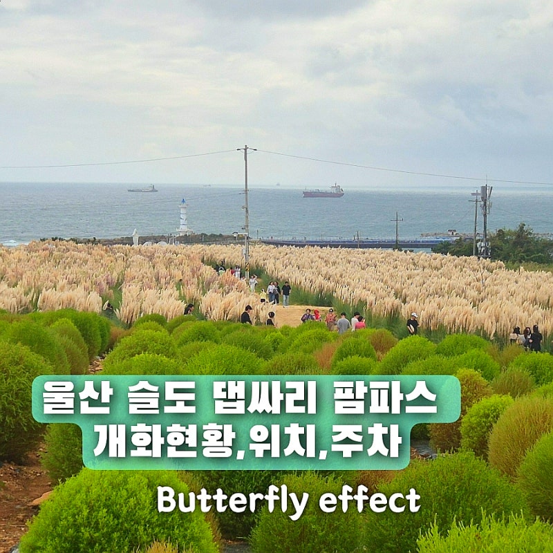 울산 슬도 댑싸리 팜파스 만개 개화현황 위치 주차