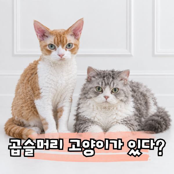 털 안빠지는 고양이 종류, 데본렉스 셀커크렉스 특징