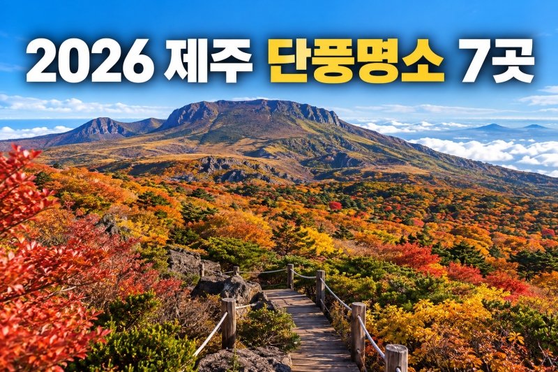 2026 제주 가을은 억새만? 한라산부터 단풍이 시작됩니다