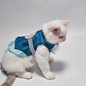 다이소 펫한복 고양이 강아지 한복 추석빔으로 입히면 왕귀 3.8KG S사이즈 착용후기
