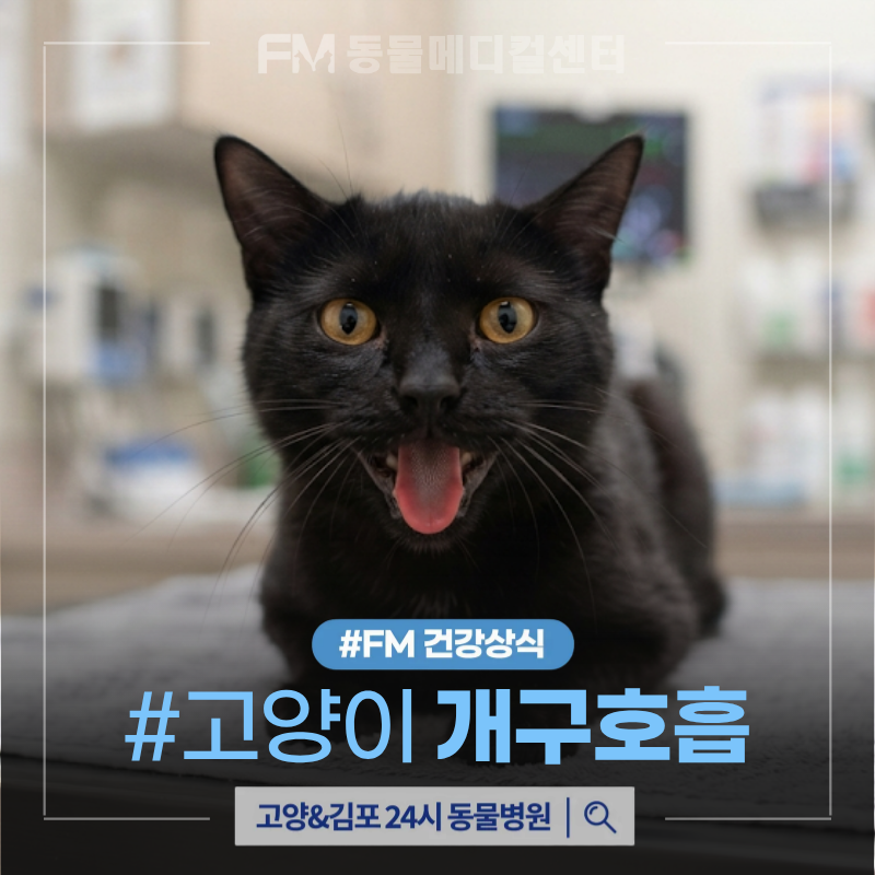고양이 개구호흡, 더위나 스트레스 때문이 아닌 질병이 원인일 수도 있어요! 호흡곤란 대처....