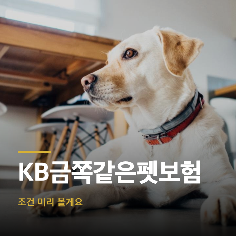 KB금쪽같은펫보험, 조건 미리 볼게요