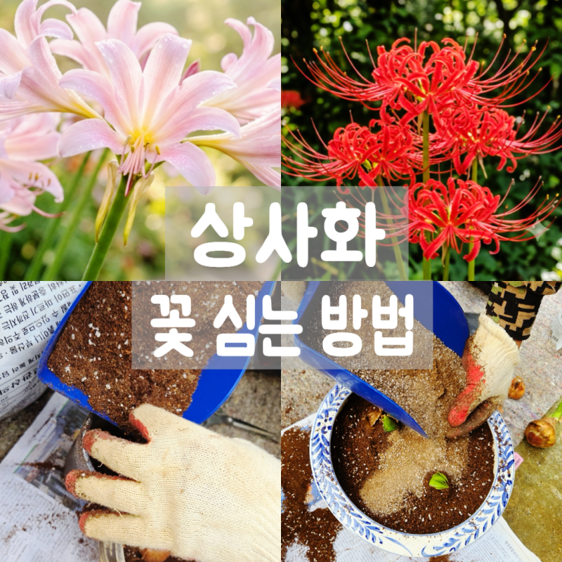 "베란다에서 상사화 키우기!꽃무릇과 차이점,구근 심는 법부터 " (상사화꽃말)(아마릴리스 구....