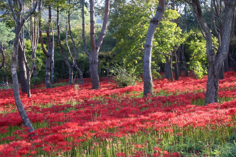 고창 선운사 상사화 고창 선운산 꽃무릇 여행 9/19일 실시간 절정 풍경