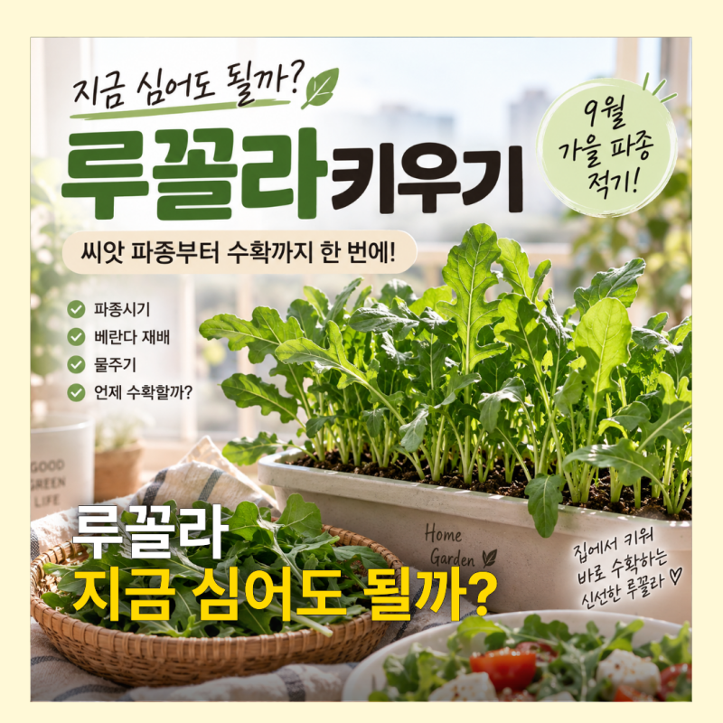 루꼴라 키우기 지금 심어도 될까? 씨앗 파종부터 수확까지