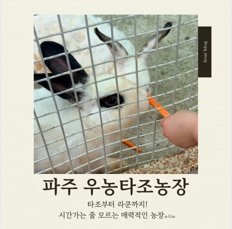 파주 아이와 가볼 만한 곳 우농타조농장｜동물 먹이주기 체험
