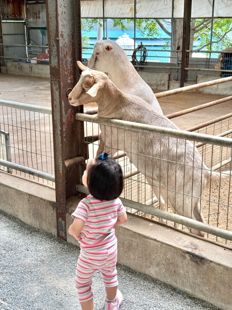 울주군 울산하늘목장 후기 아이랑 먹이체험, 수유실, 피크닉 총정리