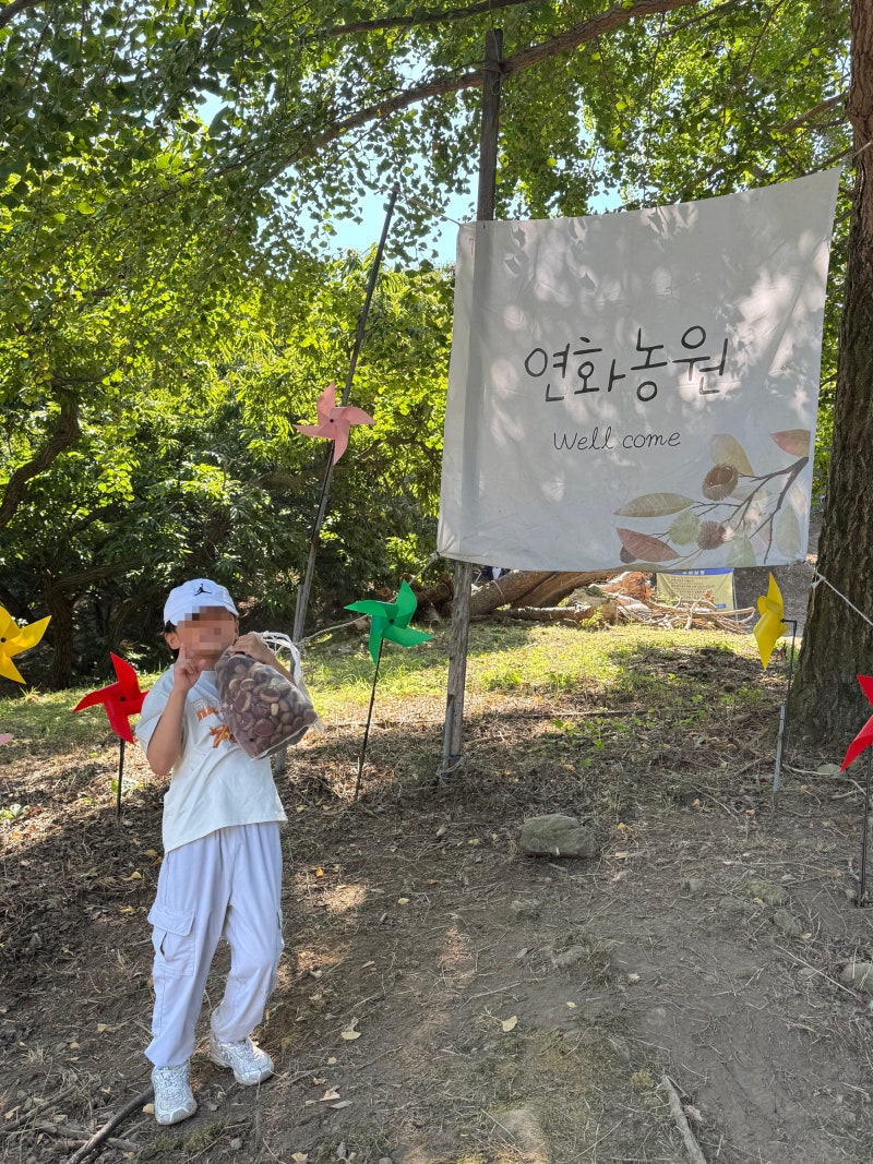 강화도 연화농원 밤 줍기·고구마 캐기 후기, 아이들과 가기 전 알았으면 좋았을 것들