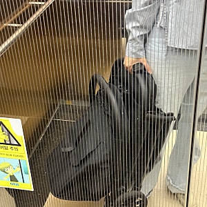 [내돈내산] 시크(seec) 유모차 내돈내산 후기!! 대만족!