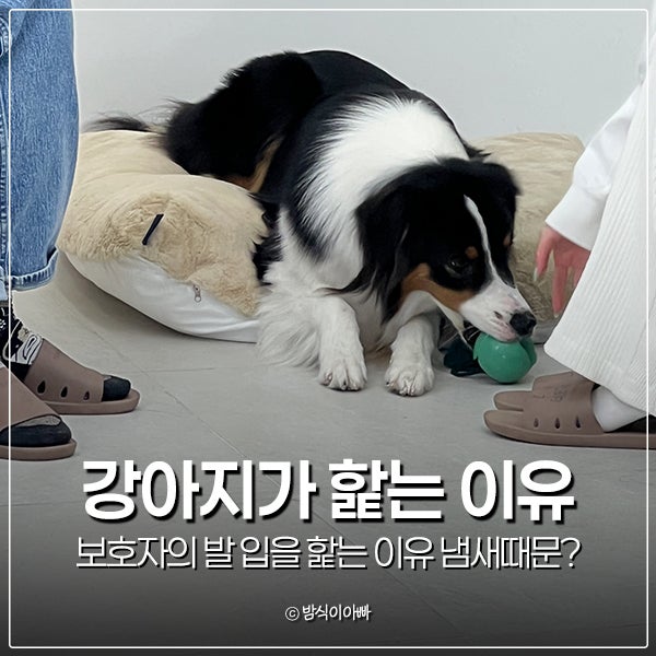 강아지가 보호자의 발 입을 핥는 이유 냄새때문?