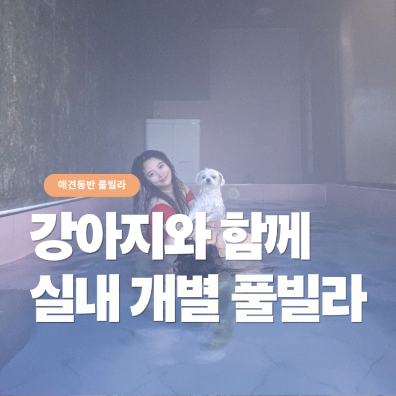 태안 애견동반 숙소 알로하오에, 독채 풀빌라 후기