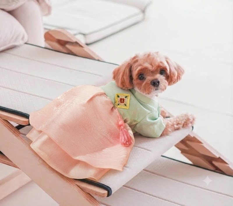 다이소 고양이 강아지 한복 애견한복 목도리 재고확인법