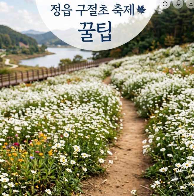 2026 정읍 구절초 축제 꽃구경｜남들 모르는 인생샷 포인트를 찾았습니다
