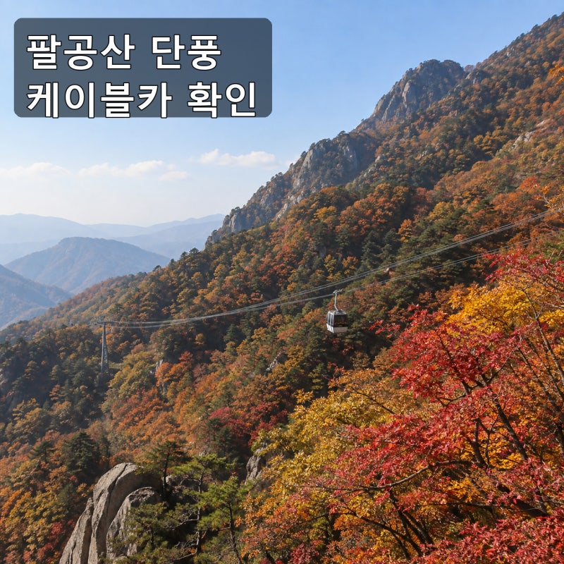 팔공산 단풍 케이블카 2026 주차장과 단풍 시기 확인해보기