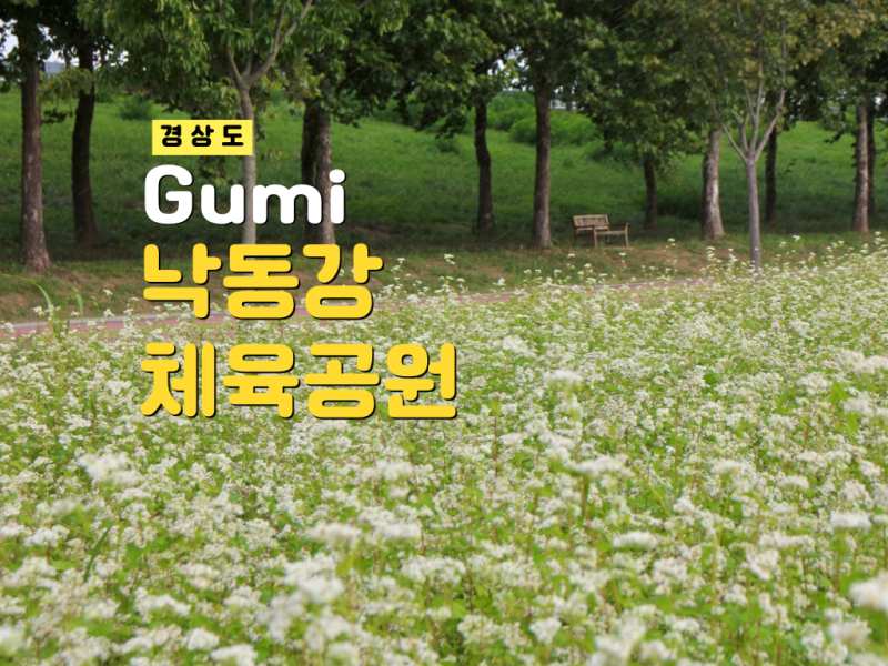 구미 낙동강체육공원 메밀꽃밭 9월 꽃구경 실시간 대구근교 가볼만한곳