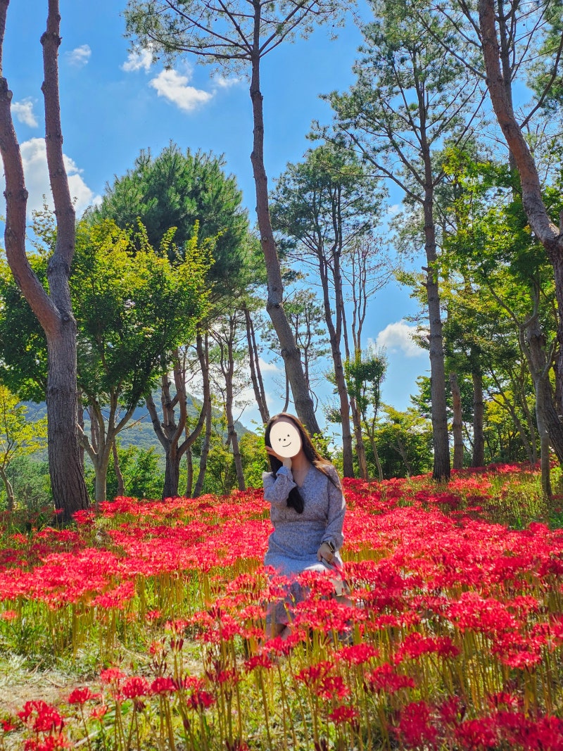 고창 선운사 꽃무릇 개화 실시간 절정시기