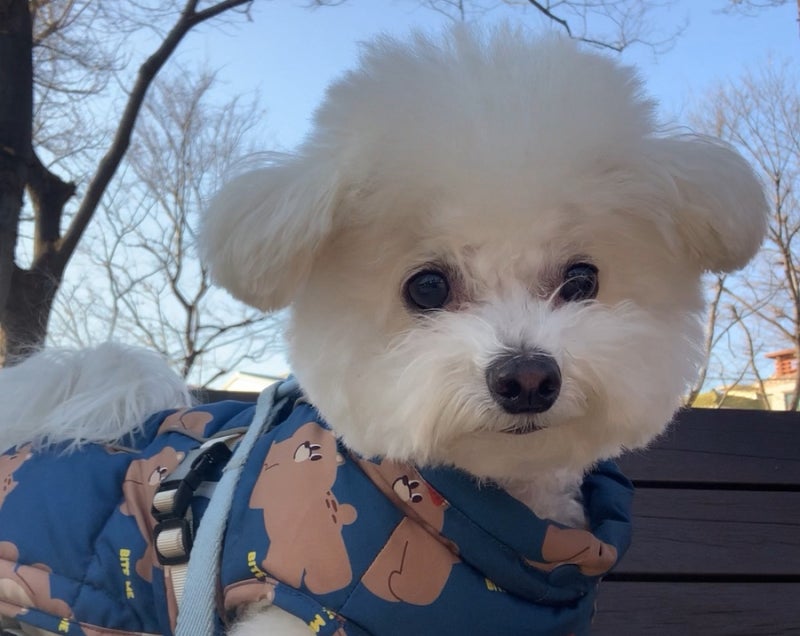 강아지 콧물 재채기 코막힘 비염 증상
