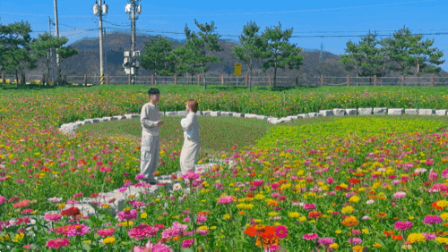 [여행수집]청송 가볼만한곳 추천｜산소카페 청송정원 백일홍 활짝! 추석에 가족들과도 가기 ....