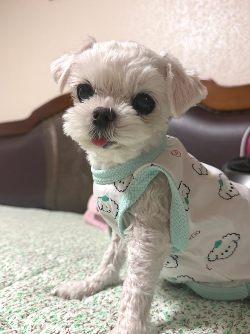 강아지옷 멍스텔로 편안한 고양이강아지실내복