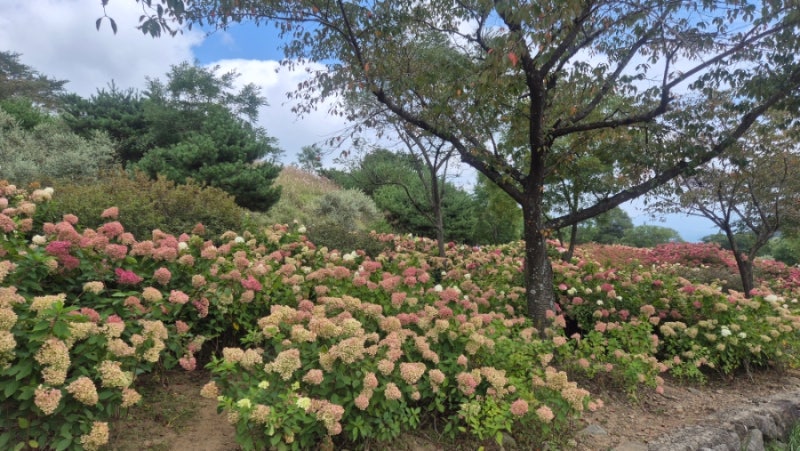 합천 황매산 목수국 / 황매산 억새축제 / 주말방문후기 / 황매산 주차 꿀팁 / 합천반값여행