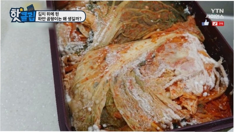 냉장고 속 김치, '이 색깔' 곰팡이 보이면 즉시 버려야 하는 이유