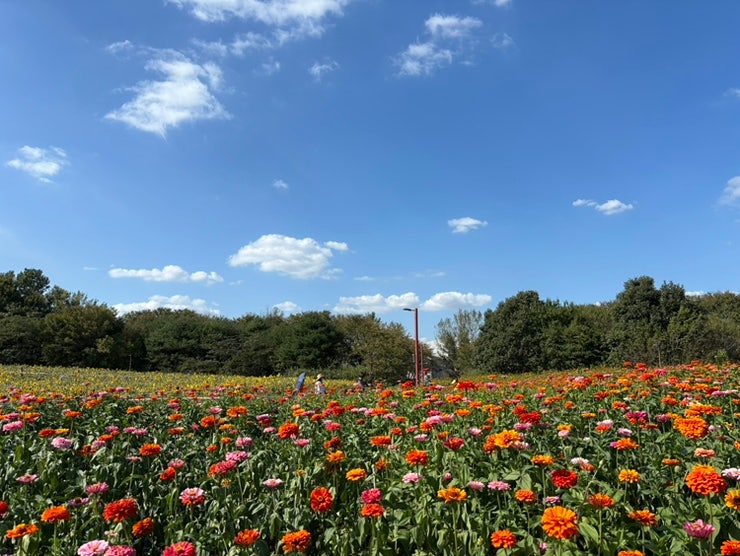 Incheon Dream Park Wildflower Complex: Chrysanthemum Festival Schedule, Parking, and Picnic Mats Allowed