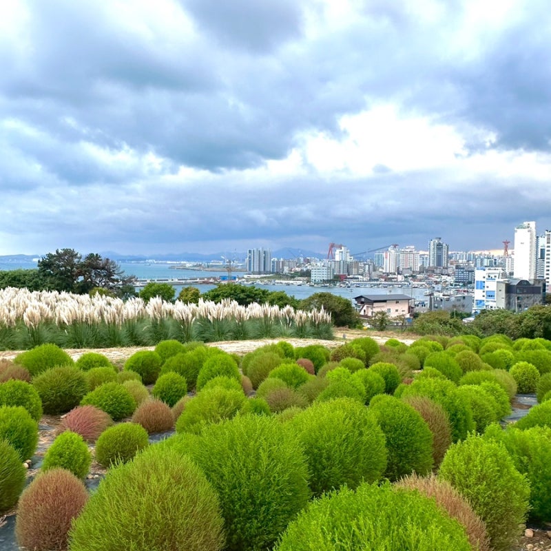 [울산 슬도] 댑싸리 팜파스 명소, 바다 보이는 가을 사진 스팟